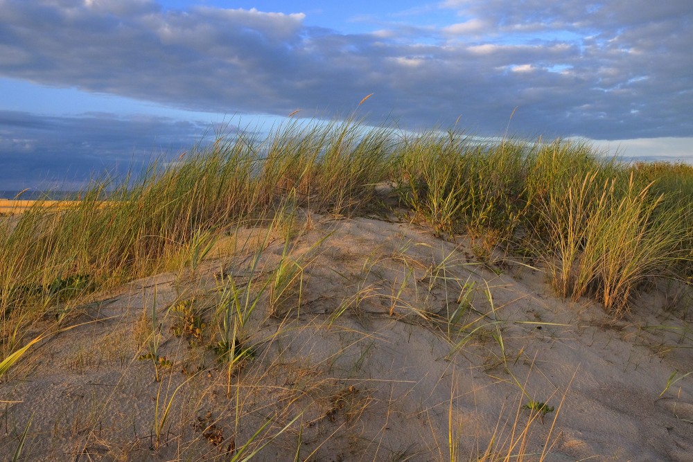 Sunlit sand dune with green grass on the coast