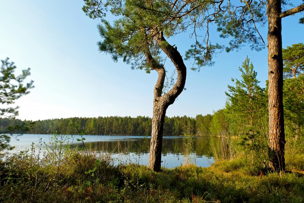 Melnezers, purva ezers, Ķemeru nacionālais parks