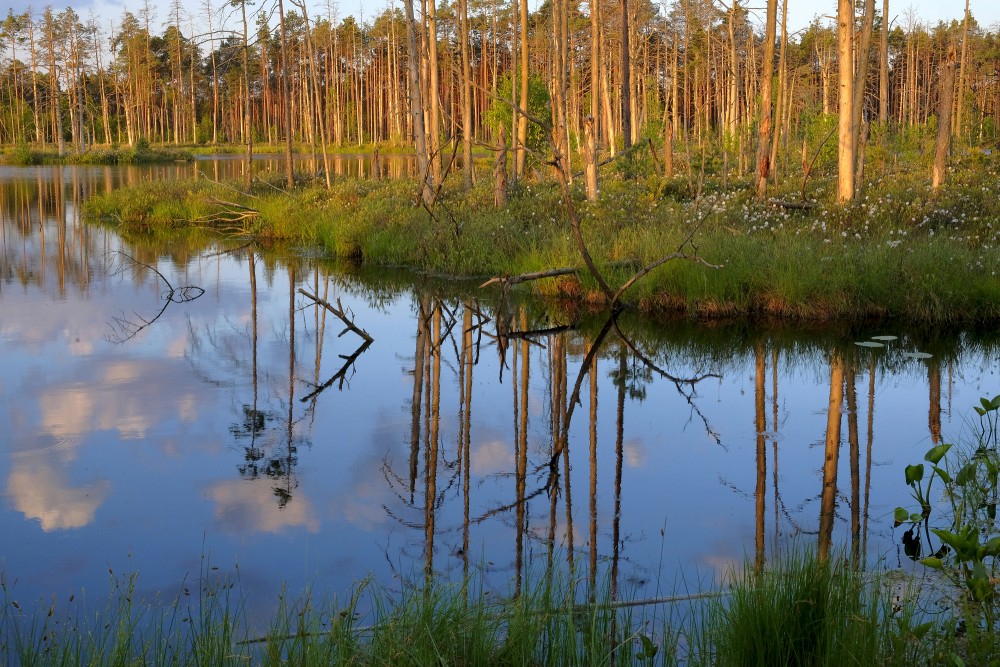 Tree Reflection In The Water