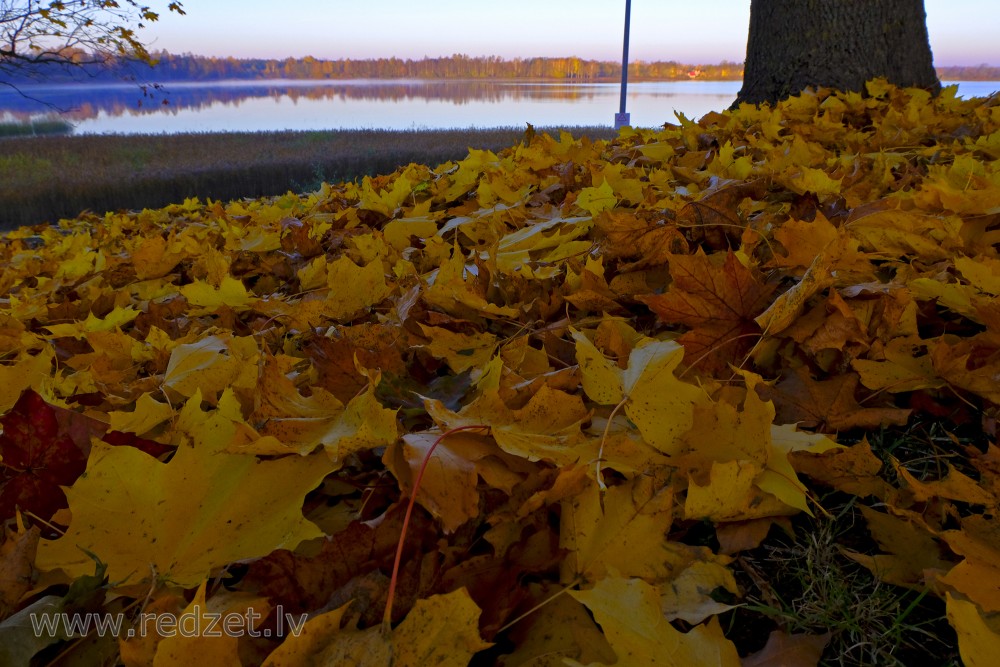 Maple Leaves and Lake Marinzeja