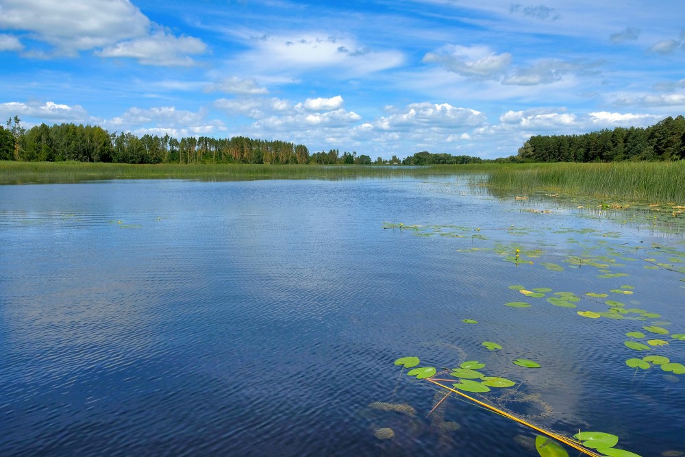 Žvelgaičiai lake landscape with lily pads along Žagare esker educational trail