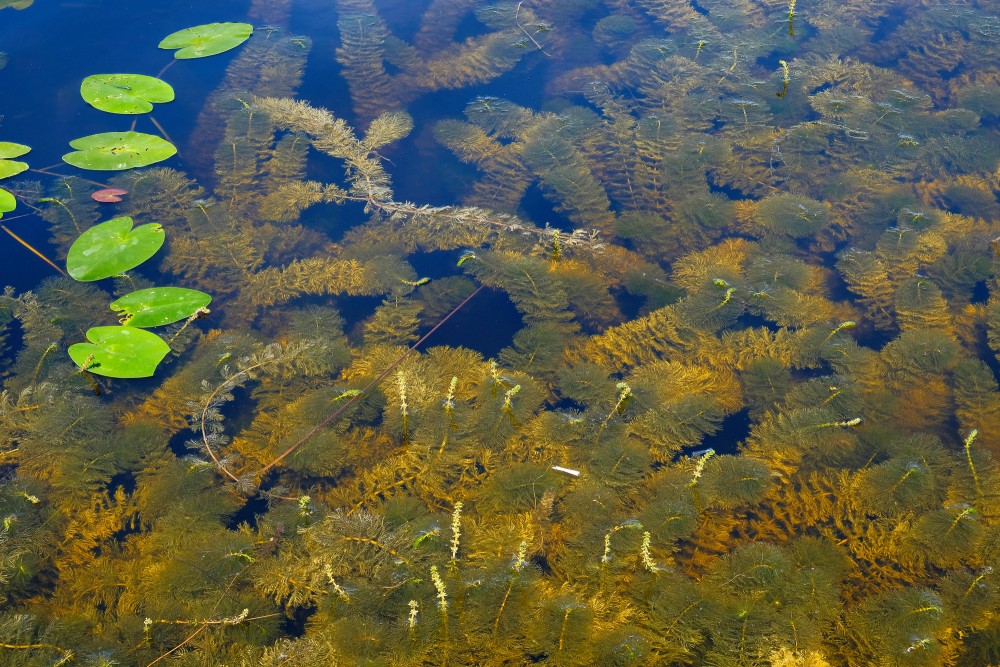 Aquatic plants and lily pads in clear lake water Aquatic plants and lily pads in clear lake water