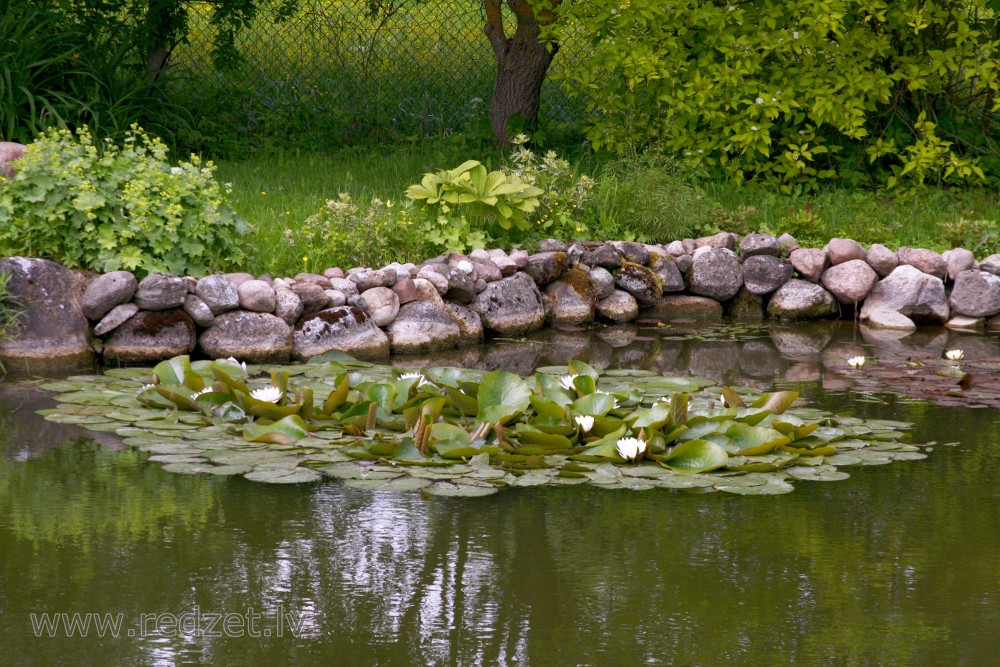 Ūdensrozes dīķī