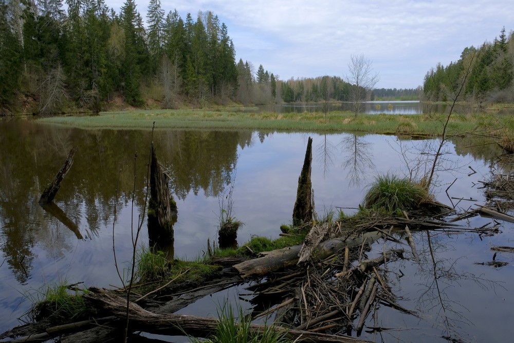 Šķēde Water Mill Lake in Spring