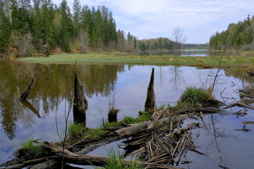 Šķēdes dzirnavezers pie Omiķu gravas pavasarī