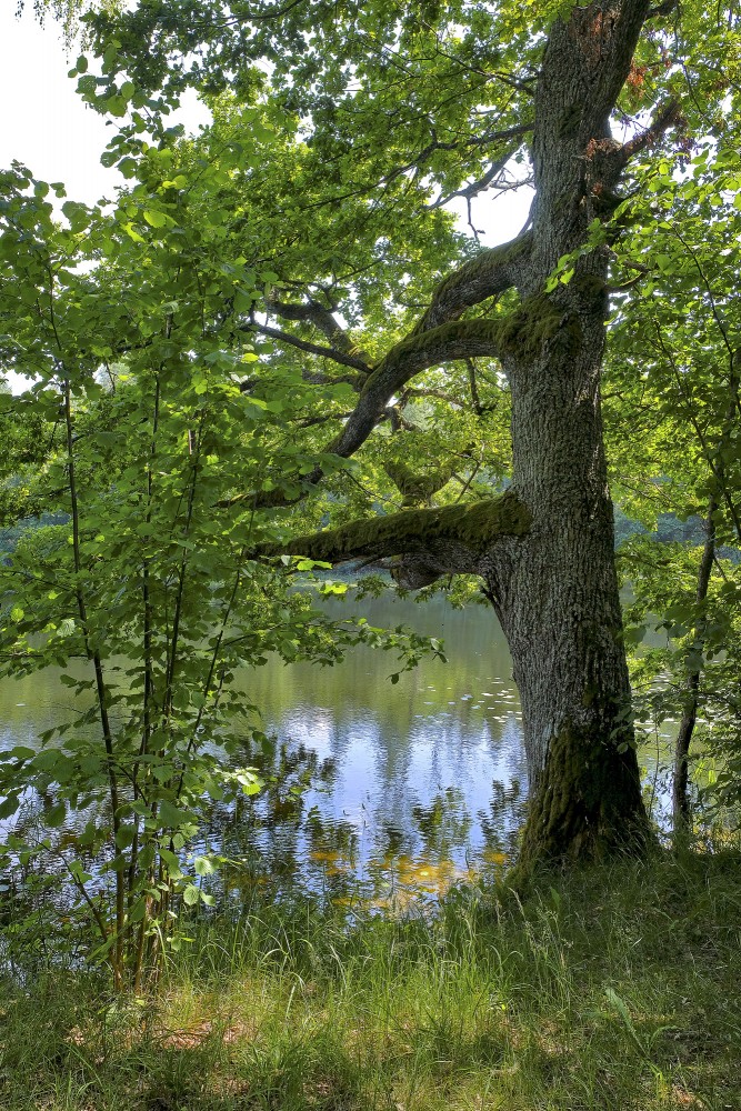 Ozols Dziļezera krastā