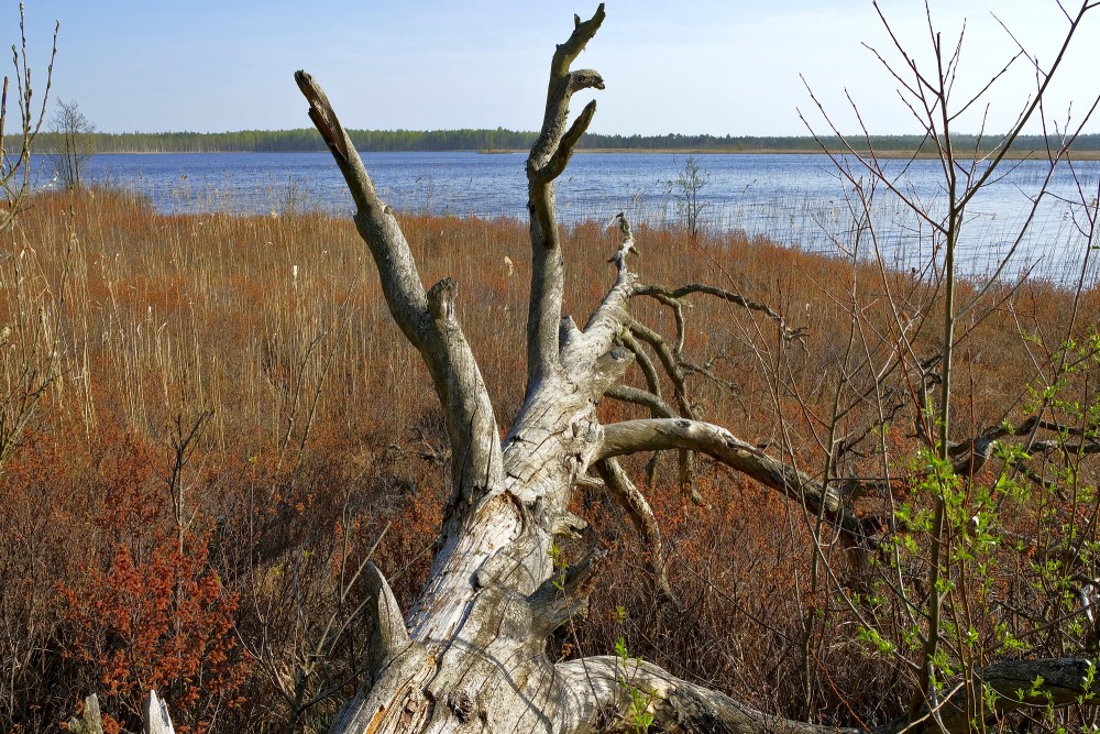 Nokaltis koks Klāņezera krastā