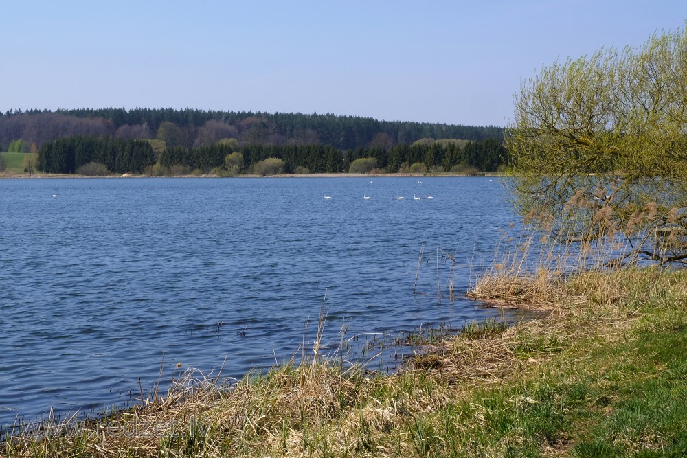 Tērvete Reservoir (Swans Pond) and Swans