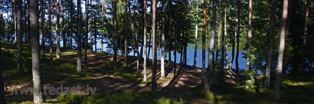 Mežs Mordangas ezera krastā