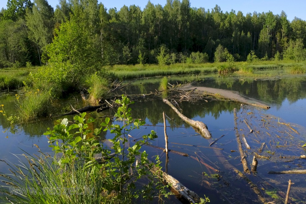 Sakrituši koki Šķēdes dzirnavezerā