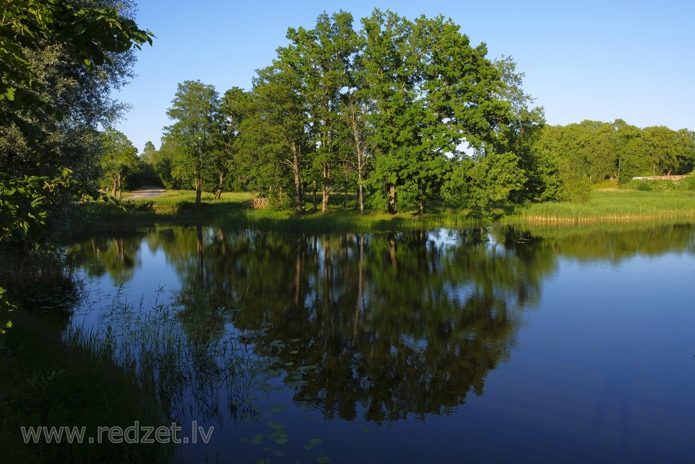 Tree Reflection In Water