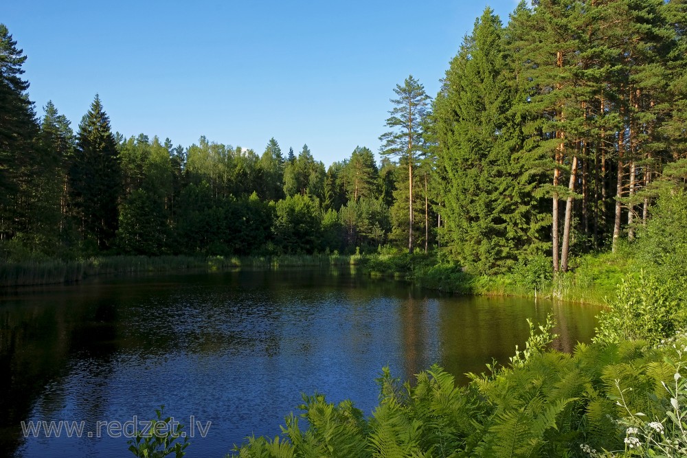 Forest Landscape And Pond