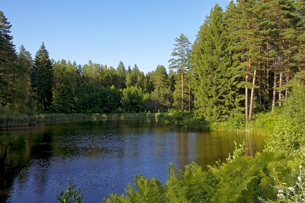 Forest Landscape And Pond