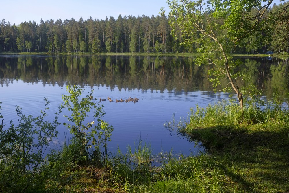 Lejas Lake Landscape