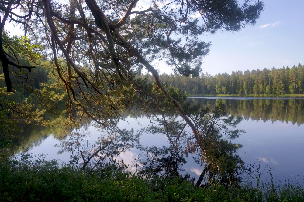 Lejas Lake Landscape