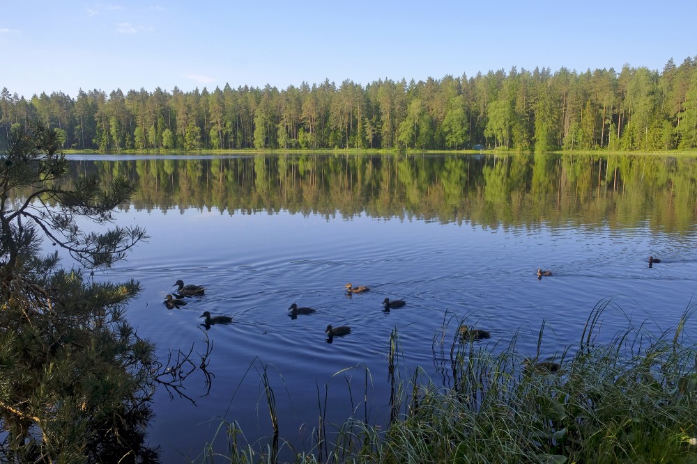 Ducks Swim in the Lejas lake