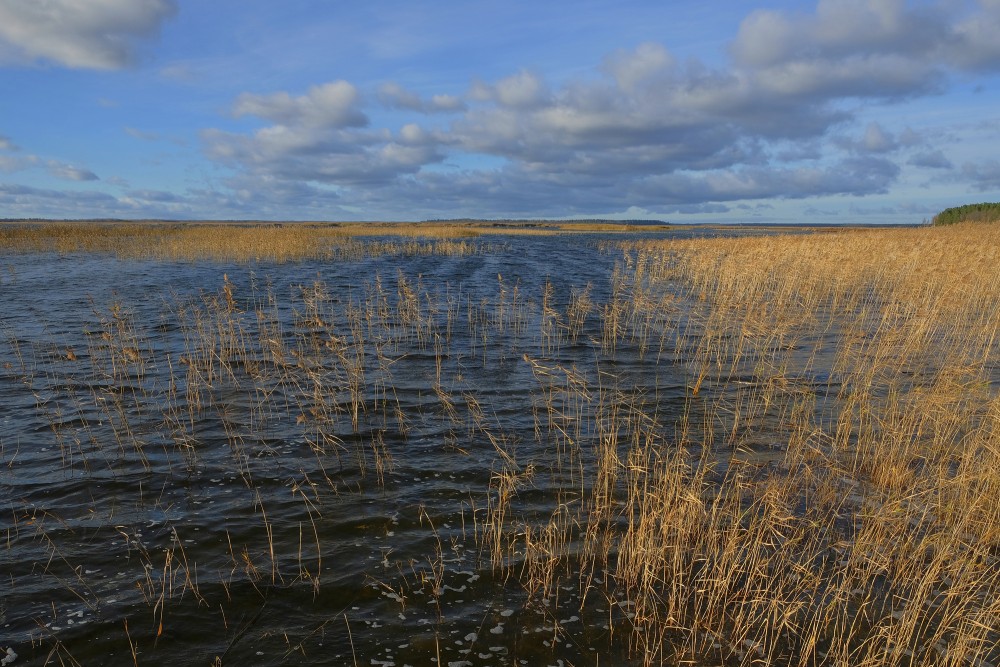 Engures ezers rudenī