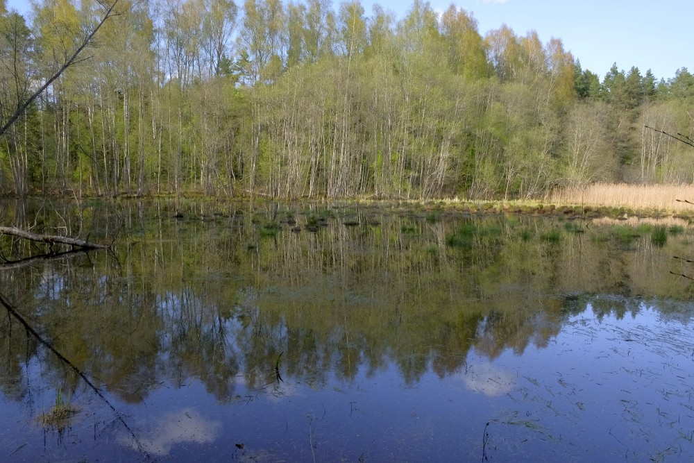 Reflection of the Trees in the Water