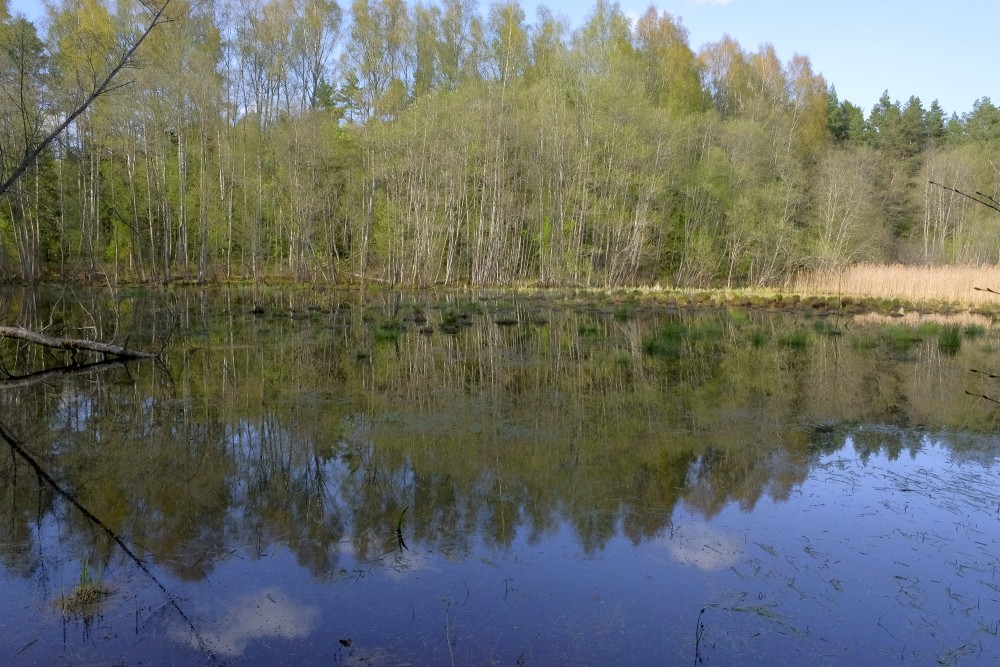 Reflection of the Trees in the Water