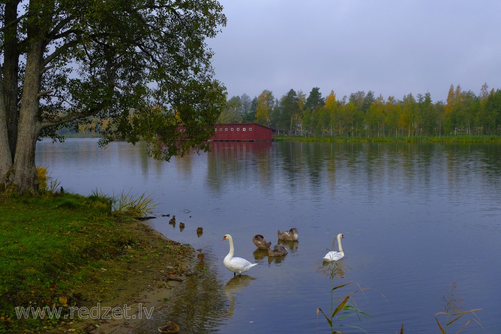 Landscape of Lake Aluksne and Mute swans