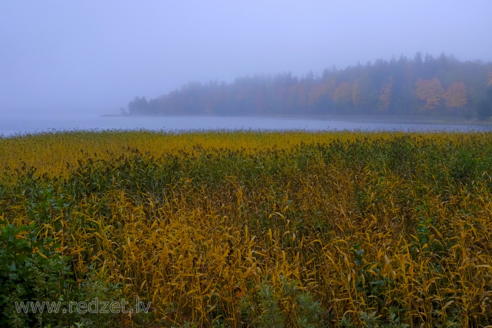 Foggy Lake Alūksne