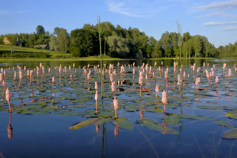 Water Smartweed in Lake Ieva