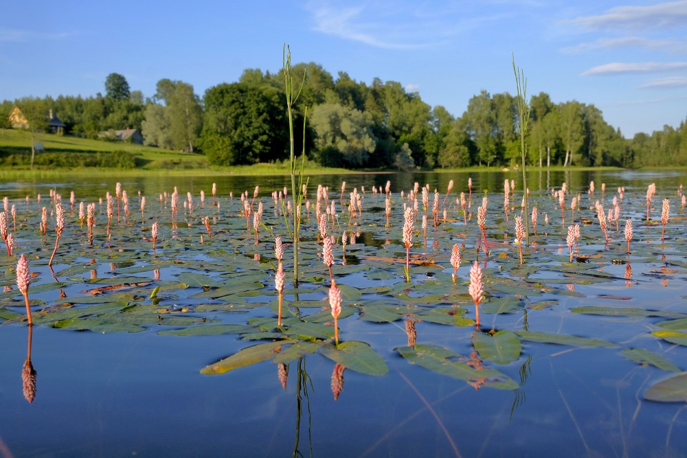 Abinieku sūrene Ievas ezerā