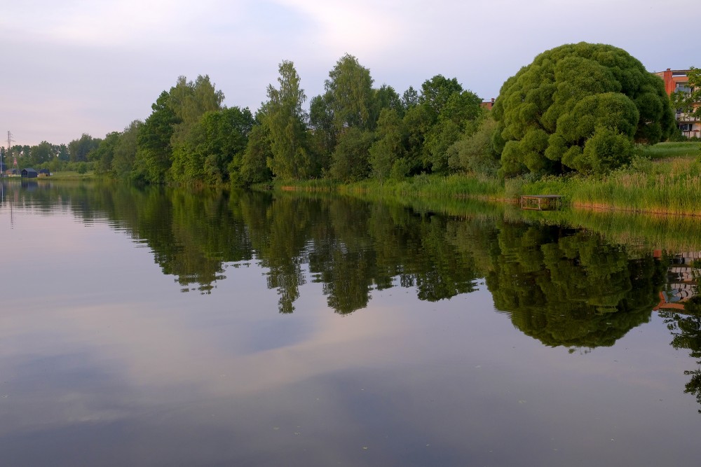 Mālpils Center Pond, the Reflection of the Trees in the Water