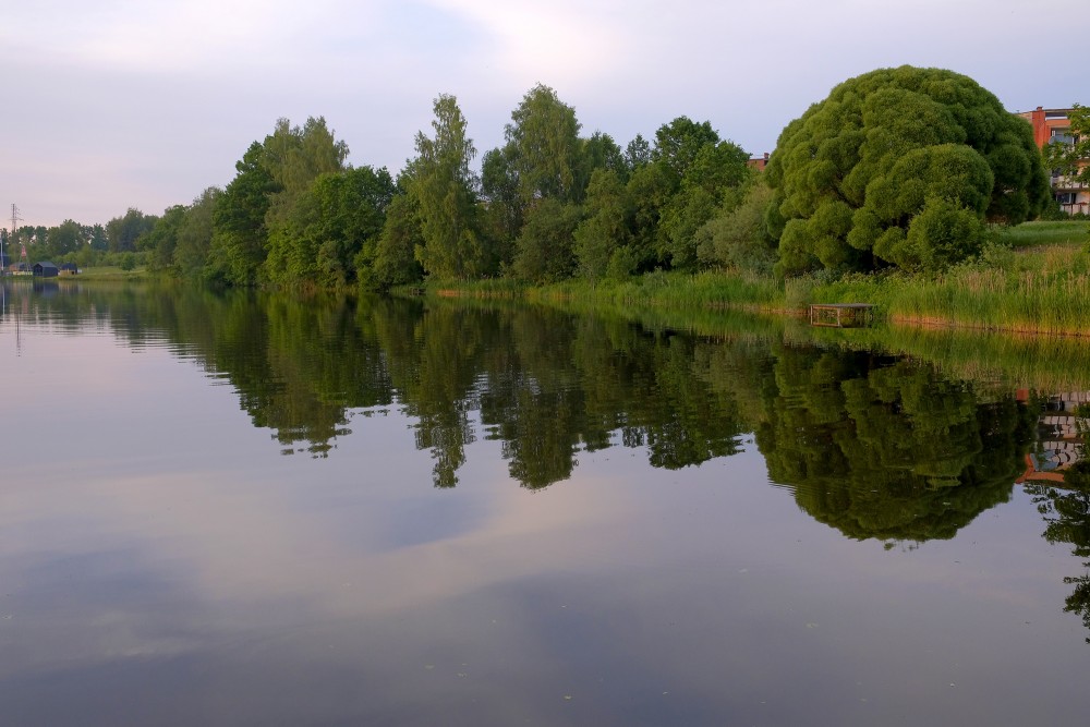 Mālpils centra dīķis, koku atspulgs ūdenī