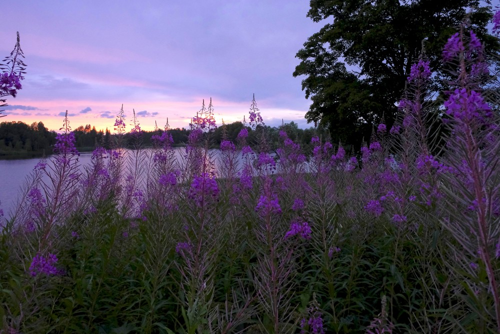 Lake Lazdona and Fireweed