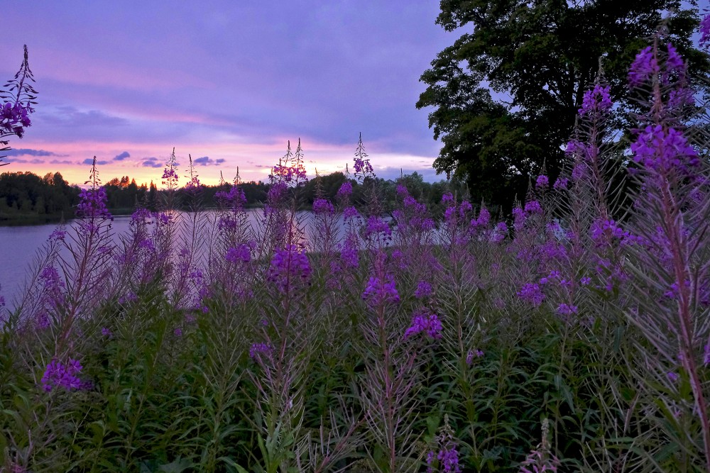 Lazdonas ezers un šaurlapu ugunspuķe