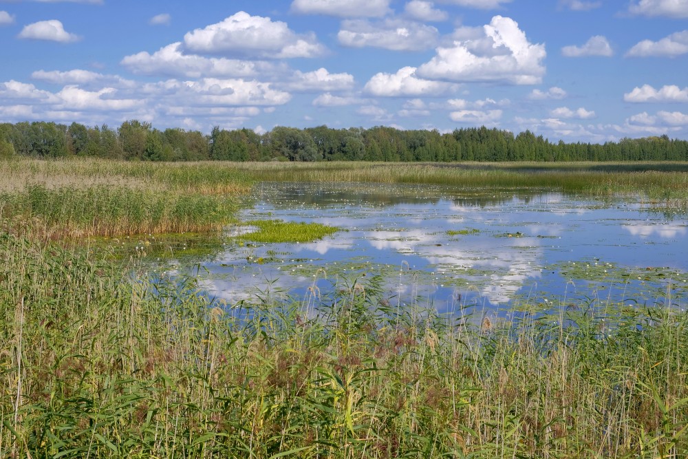 Kvāpāni Ponds