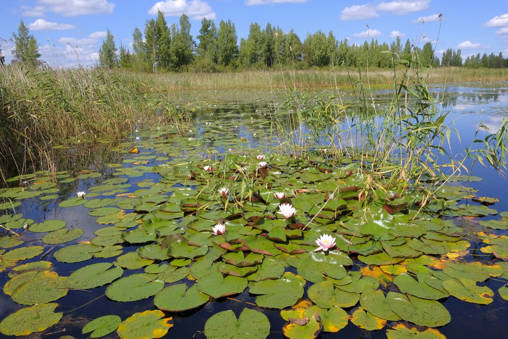 Water lilies in the Kvāpāni ponds
