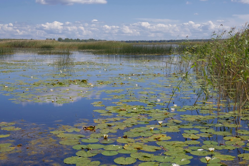 Kvāpāni Ponds