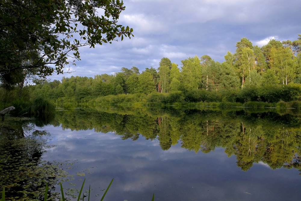 Small Forest Lake