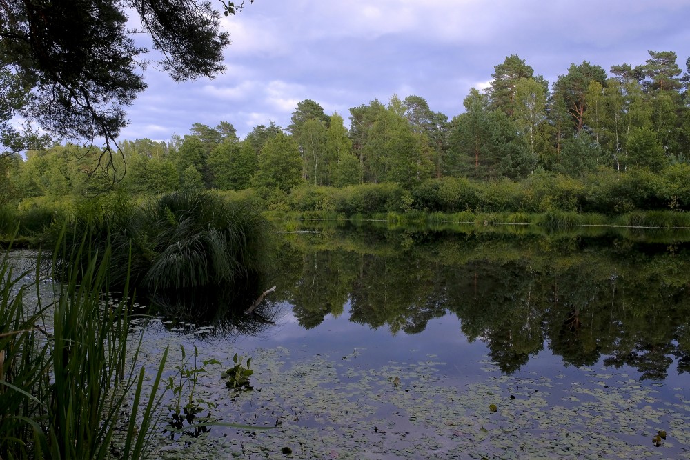 Small Forest Lake