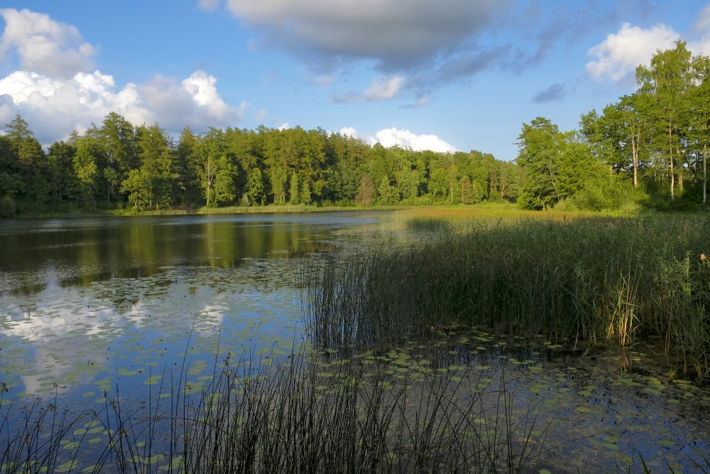 Kazdanga Mill Lake (Dzirnezers)