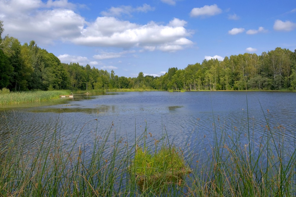 Šaukļu I dīķis ar niedrēm un meža krastu zem zilām debesīm