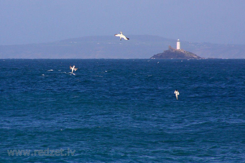 St Ives Bay and Northern gannet