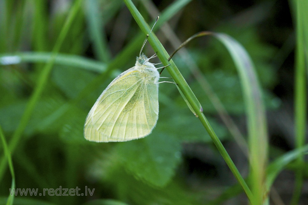 Kāļu baltenis