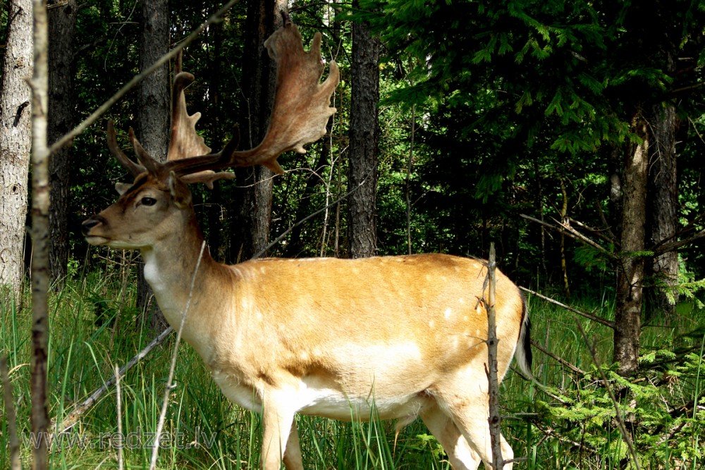 Fallow Deer Male