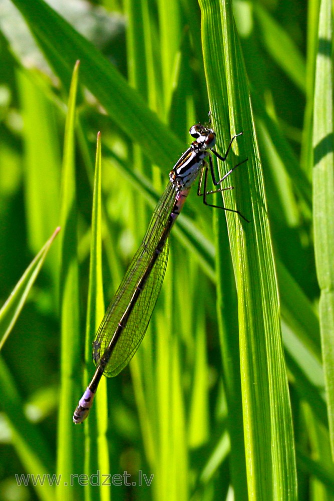 Azure damselfly Female