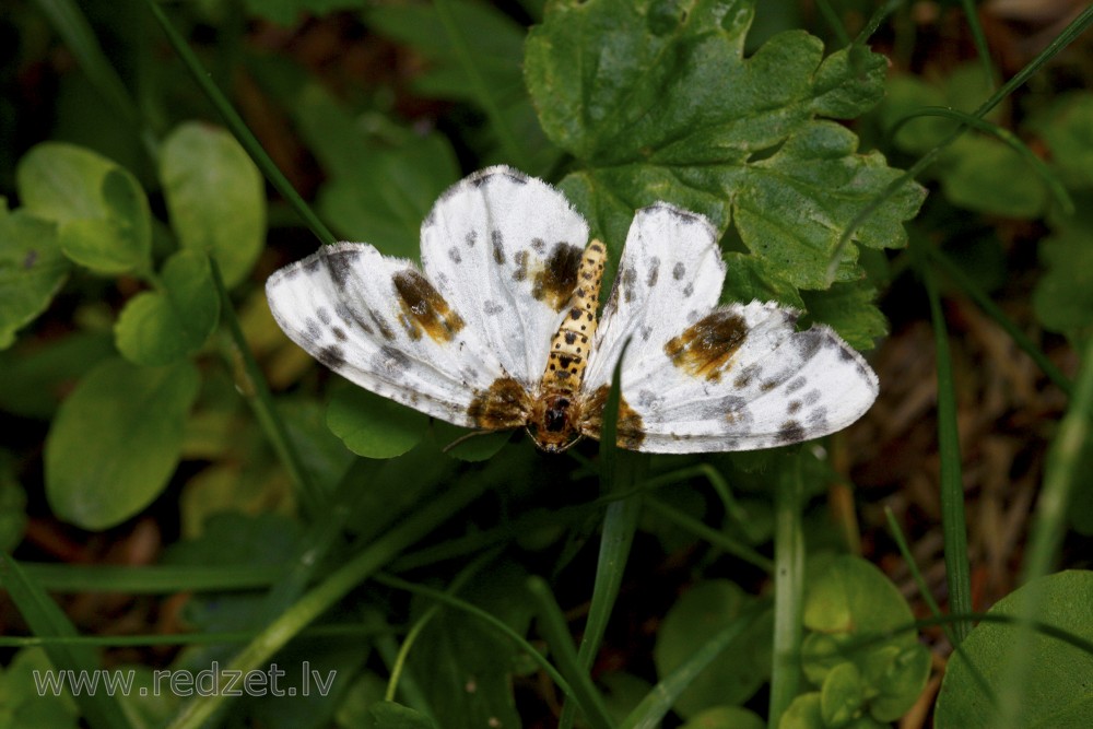 Clouded magpie