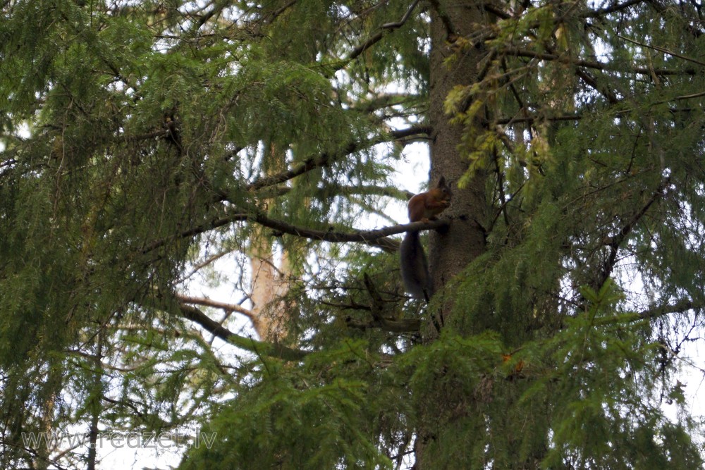 Squirrel in spruce