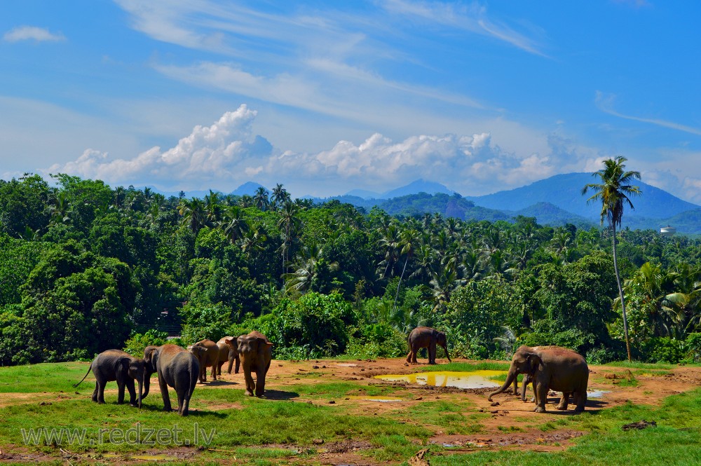Āzijas ziloņa pasuga - Šrilankas zilonis (Elephas maximus maximus)
