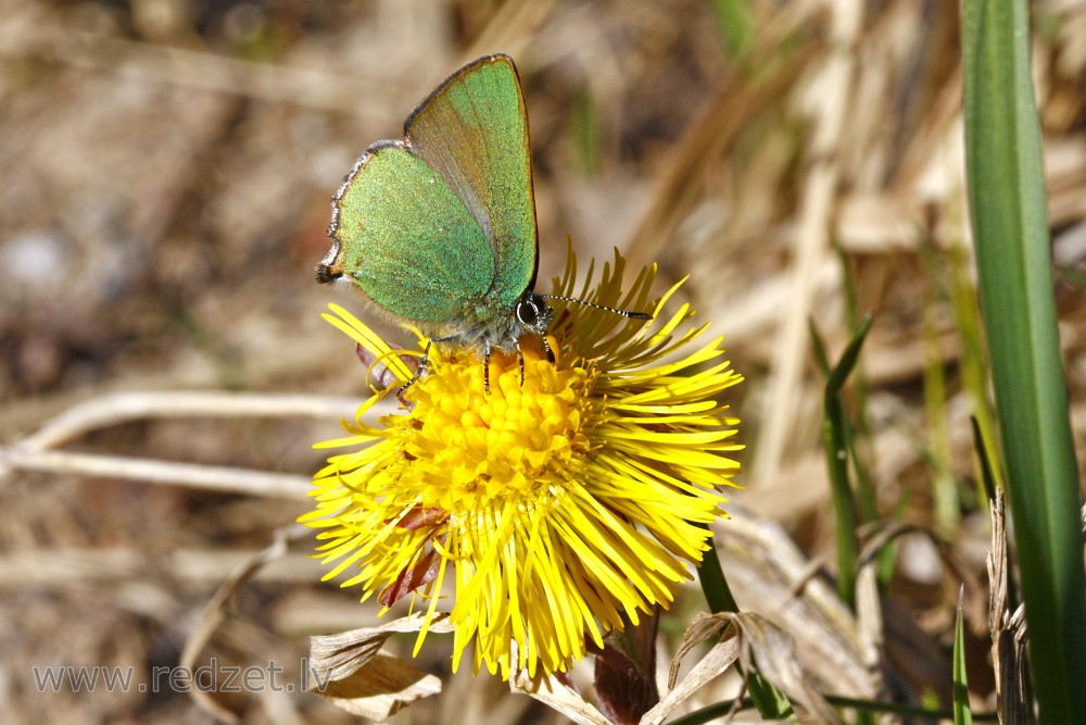 Green hairstreak