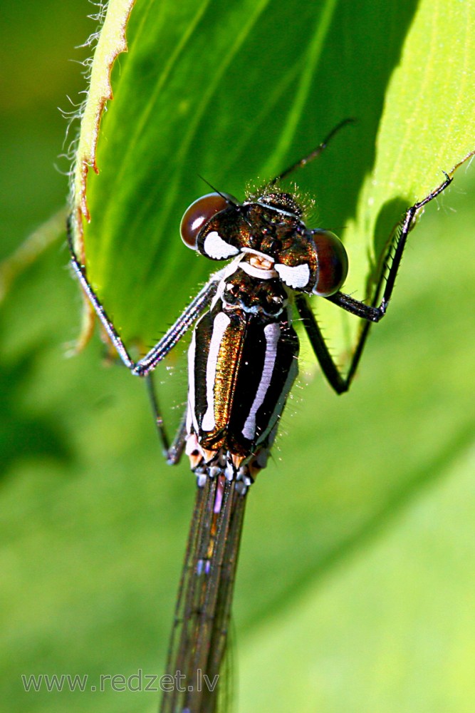 Gaišzilā krāšņspāre, mātīte