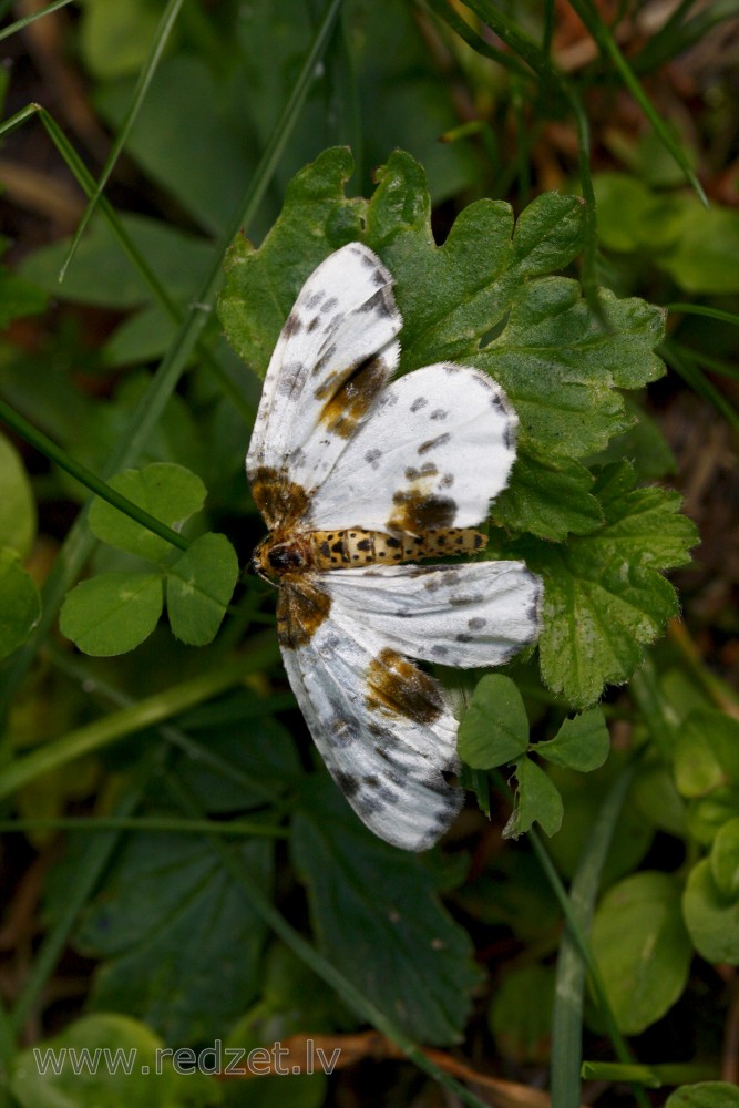 Clouded magpie (Abraxas sylvata)