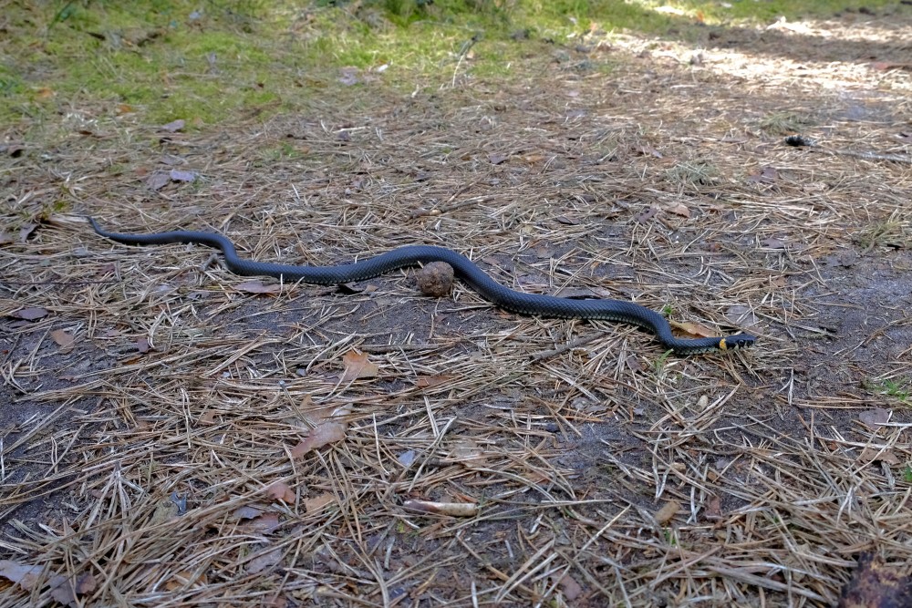 Parastais zalktis (Natrix natrix)