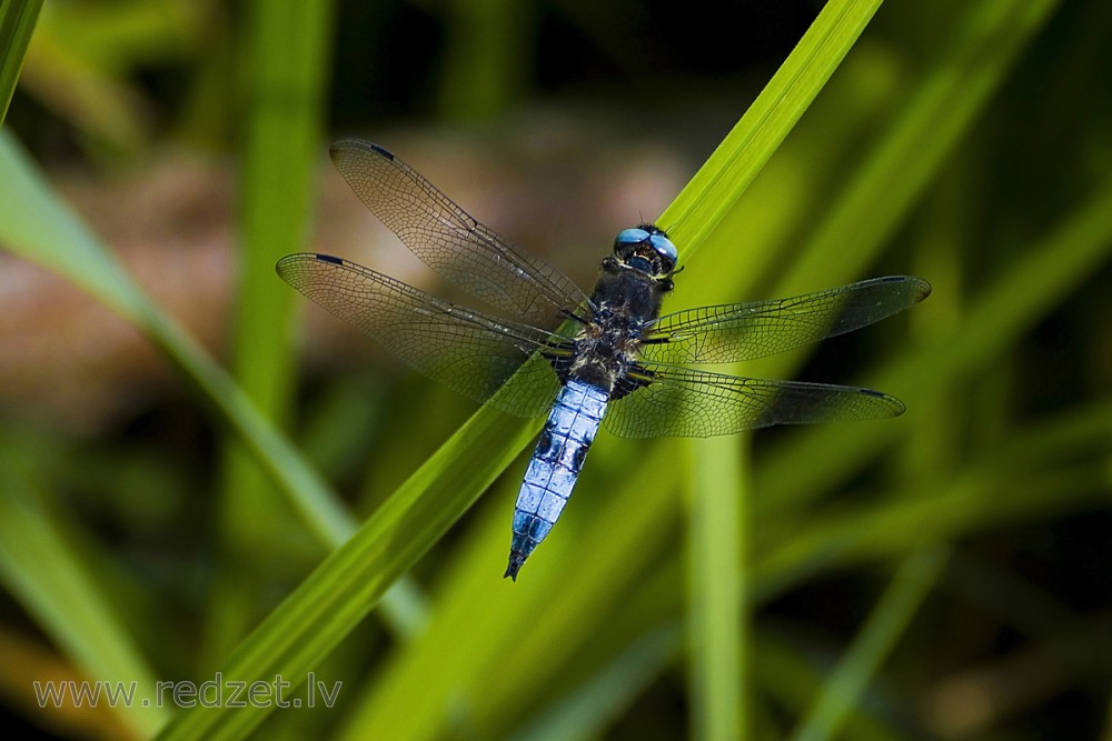 Mainīgās spāres tēviņš